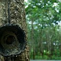 Rubber Sap